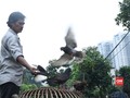 Jinak Merpati di 'Istana' Agus