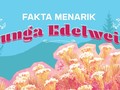 INFOGRAFIS: Fakta Menarik Bunga Edelweis