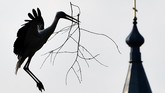 Burung bangau membawa ranting pohon yang akan digunakan membangun sarang, di depan gereja ortodoks di desa Krevo, 100 kilometer dari Minsk. (AFP PHOTO / Sergei GAPON)