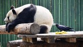 Seekor burung gagak mematuk-matuk rambut seekor panda raksasa yang sedang beristirahat di kebun binatang Beijing, China. (AFP PHOTO / - / China OUT)