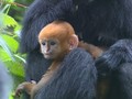 VIDEO: Monyet Daun yang Terancam Punah Melahirkan 3 Anak