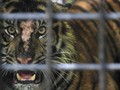 Harimau Masuk Perangkap, BKSDA Antisipasi Balas Dendam Warga