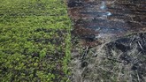 Pembakaran hutan juga menjadi salah satu masalah serius di Indonesia. Bahkan sampai harus bersitegang dengan negara tetangga karena polusi asap. (AFP PHOTO / JANUAR)