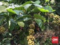 Destinasi Wisata untuk Pecinta Kopi di Dunia