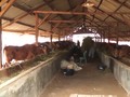 VIDEO: Jelang Puasa, 40 Ribu Ton Daging Sapi Impor Masuk RI