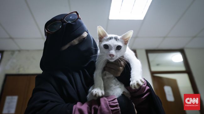 Cinta Ibu Asuh Untuk 100 Kucing Di Rumahnya