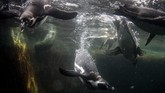 Kolam penguin di Ecogreen Park, Batu, Jawa Timur. Penguin paling kecil ialah Little Blue Penguin (Eudyptula minor), dengan ukuran maksimal 40 centimeter dan berat badan satu kilogram. (ANTARA FOTO/Ari Bowo Sucipto)