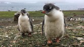 Dua ekor penguin di Ardley Island, Antartika. Setelah betina bertelur, mereka pergi berburu makanan. Penguin jantan lalu mengerami telur sampai sang betina kembali. (AFP PHOTO/Mathilde BELLENGER)