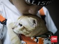 FOTO: Tekan Populasi, 90 Ekor Kucing Disterilisasi