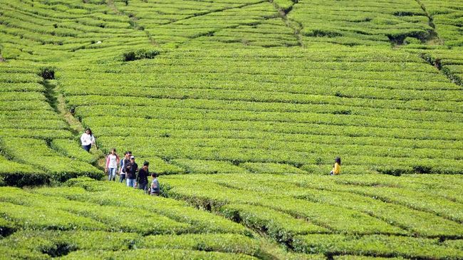 Wisata bogor kebun teh