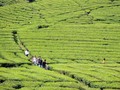 Destinasi Wisata Kebun Teh di Penjuru Dunia