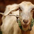 Patungan Kurban Sapi atau Beli Kambing Sendiri, Lebih Baik Mana?
