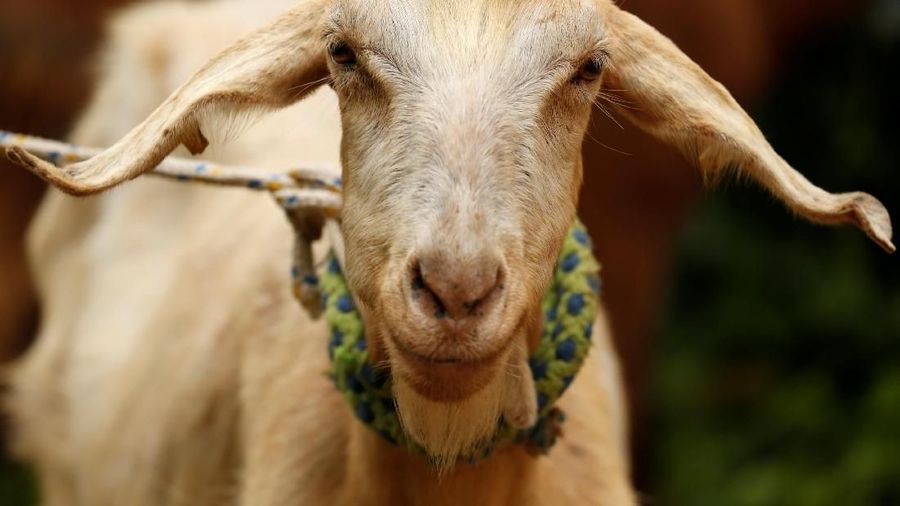 A goat is seen at an agricultural fair at the Buskett woodlands outside Dingli, Malta April 29, 2018.  REUTERS/Darrin Zammit Lupi