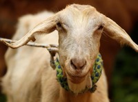 Patungan Kurban Sapi atau Beli Kambing Sendiri, Lebih Baik Mana?