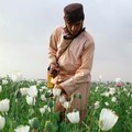 Laporan PBB: Jual-Beli Sabu di Afghanistan Melonjak Tinggi