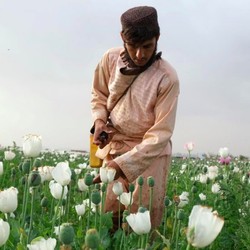 Laporan PBB: Jual-Beli Sabu di Afghanistan Melonjak Tinggi