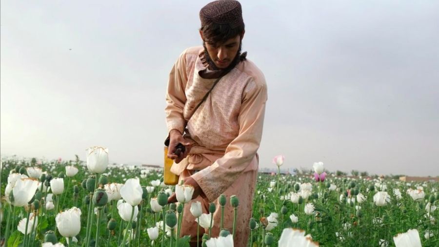 Petani opium di Afghanistan