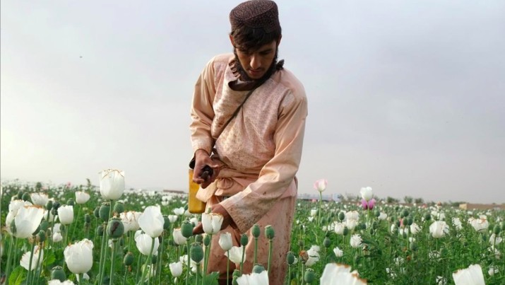 Petani opium di Afghanistan
