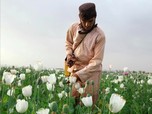 Lebih Untung, Petani Afghanistan Pilih Tetap Tanam Opium