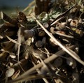 Impor Gula Tinggi, Betulkah Produksi Gula Domestik Kurang?