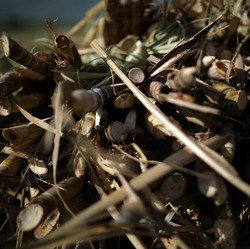 Impor Gula Tinggi, Betulkah Produksi Gula Domestik Kurang?