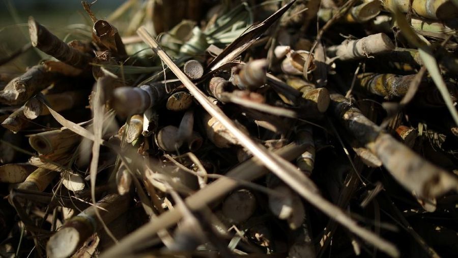 Sugar canes lie stacked in a field, on the outskirts of Ganthier, Haiti April 28, 2018. REUTERS/Andres Martinez Casares