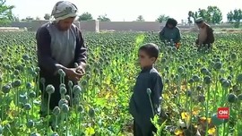 VIDEO: Petani Afghanistan Panen Opium