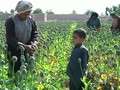 VIDEO: Petani Afghanistan Panen Opium