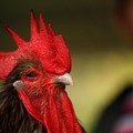 Viral Bule Bali Protes Ayam Berkokok, Tuduh Ada Praktik Judi