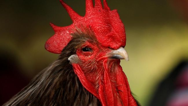 Cuma Modal Ayam RI, Peneliti Belanda Raih Nobel Kedokteran