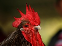 Perangi Hama, Peternak China Ganti Pestisida dengan Ayam