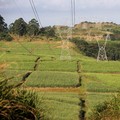 Sugar Co Bakal jadi Raksasa Produsen Gula Terbesar RI