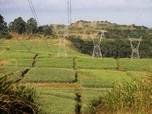 Sugar Co Bakal jadi Raksasa Produsen Gula Terbesar RI