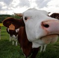 RI Mau Impor 50 Ribu Ton Sapi Brasil, Ini Alasannya