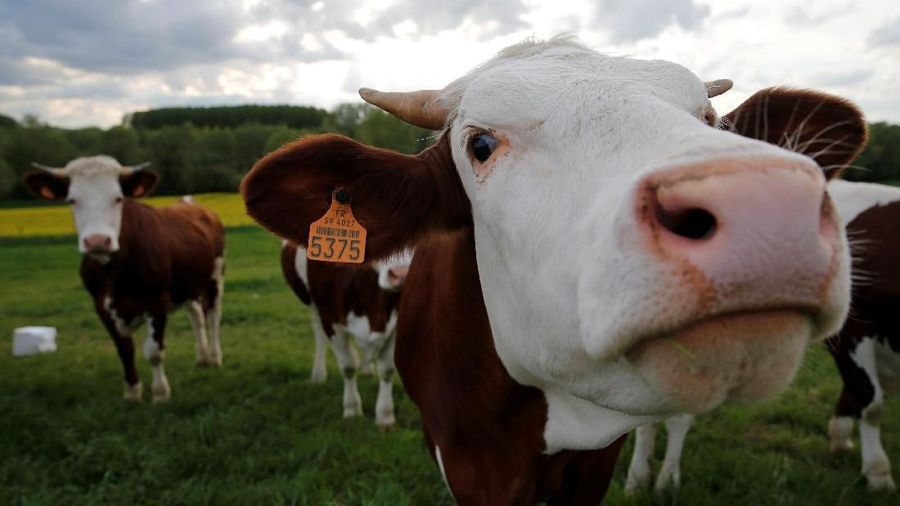 Pemerintah lewat Kementerian Perdagangan membuka keran impor sapi dari Brasil. Jumlah kuota yang dibuka adalah 50 ribu ton di tahun ini. Apa alasannya?