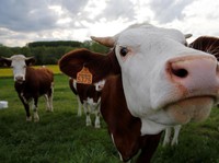 RI Mau Impor 50 Ribu Ton Sapi Brasil, Ini Alasannya