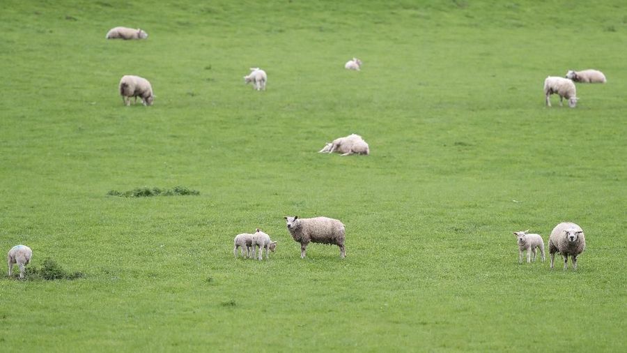 Sheep and lambs graze in a field near Congleton, Britain, April 28, 2018. REUTERS/Peter Cziborra
