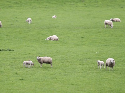 Mengapa Banyak Nabi yang Jadi Pengembala Kambing?