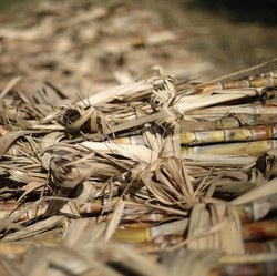 Anomali! Harga Gula Tak Biasanya Ngamuk di Awal Tahun