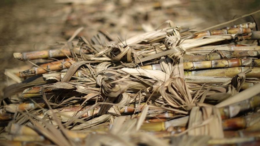 Sugar canes lie stacked in a field, on the outskirts of Ganthier, Haiti April 28, 2018. REUTERS/Andres Martinez Casares