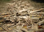 Anomali! Harga Gula Tak Biasanya Ngamuk di Awal Tahun