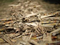 Anomali! Harga Gula Tak Biasanya Ngamuk di Awal Tahun