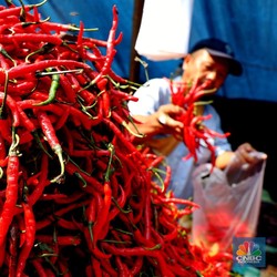 Pantas Cabai Bikin RI Deflasi, Harga di Petani Cuma Rp2.500/ Kg