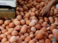 Doyan Makan Telur Bikin Kolesterol Tinggi, Mitos atau Fakta?
