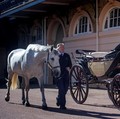 New York Terancam Kehilangan Kuda Wisata, Ini Penyebabnya