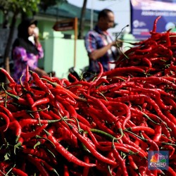Sudah Turun 30% Lebih, Harga Cabai Diramal Berpotensi Naik