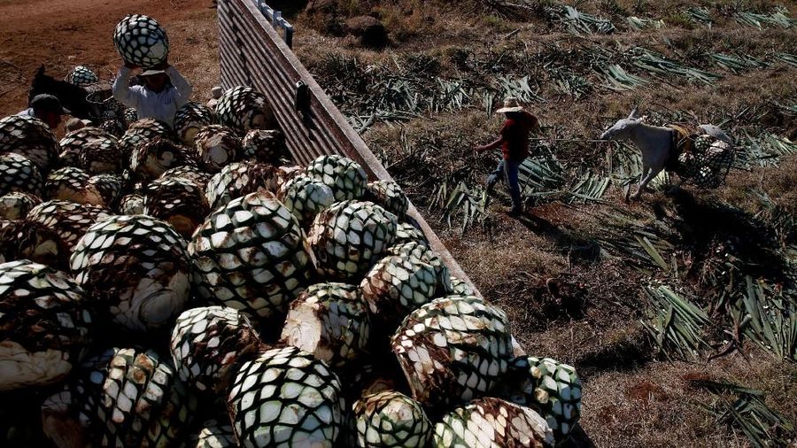 Pasokan agave untuk tequila sangat kurang dan di saat yang sama generasi muda tak mau jadi petani agave.