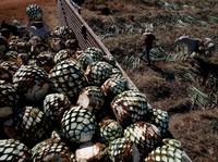 Tequila, Bisnis yang Haus Bahan Baku dan Tenaga Kerja