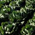 Ambisi Startup RI Pakai Satelit Prediksi Panen Petani
