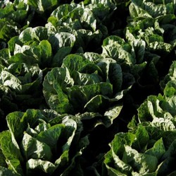 Ambisi Startup RI Pakai Satelit Prediksi Panen Petani